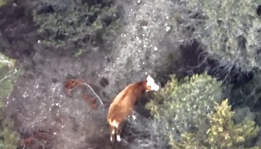 Kayıp büyükbaş dronla bulundu