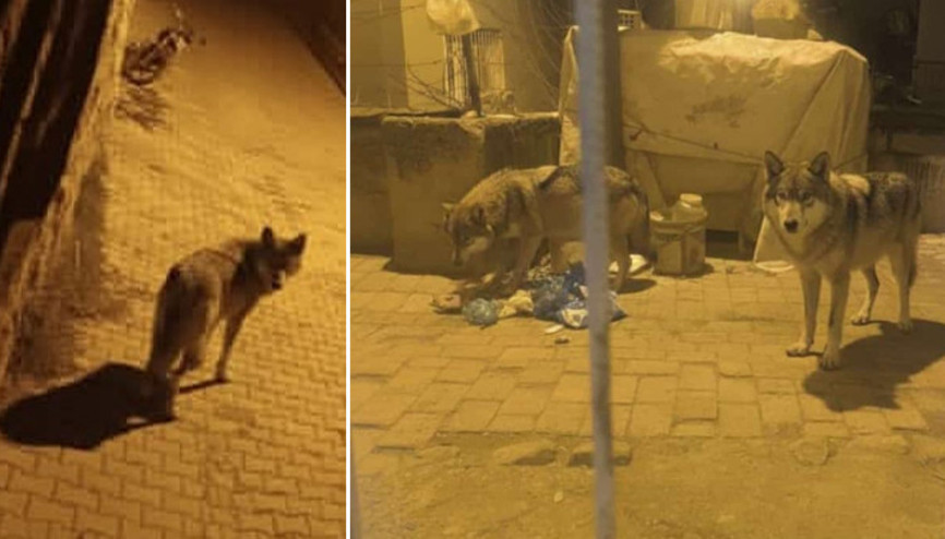 Ankarada aç kalan kurtlar Beypazarına inerek yiyecek aradı