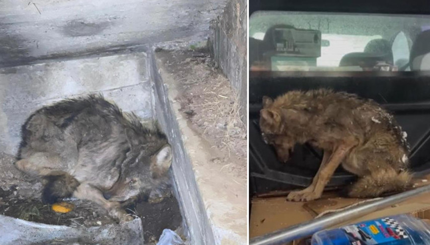 Zonguldakta kar nedeniyle aç kalan kurt, köpek barınağına sığındı