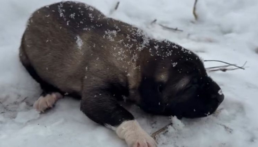 Görüntüleri sosyal medyada paylaşmıştı… Yavru köpeğe eziyete tutuklama
