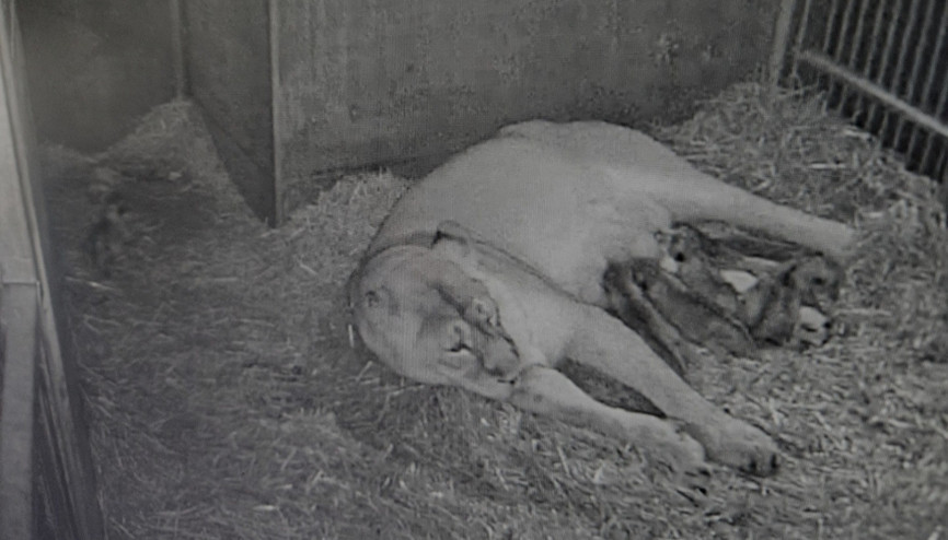 Nürnberg Hayvanat Bahçesinde aslan altız doğurdu