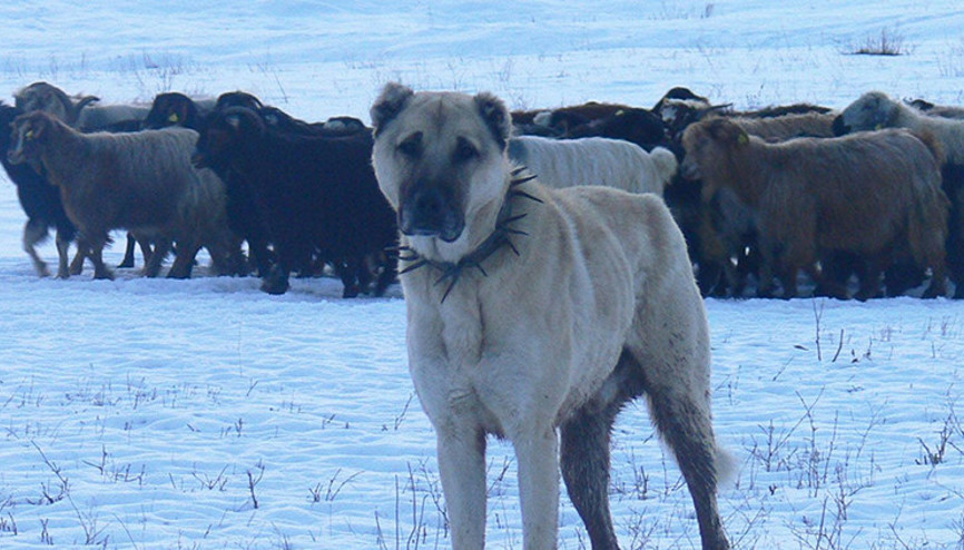 Atatürkün onayı ile Anadoludan ABDye gönderilen köpekler: İkinci Dünya Savaşında donanmada görev aldılar