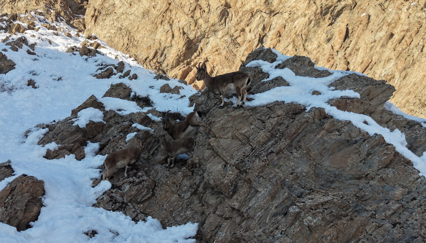 Hakkaride, aç kalan yaban keçileri yol kenarına indi