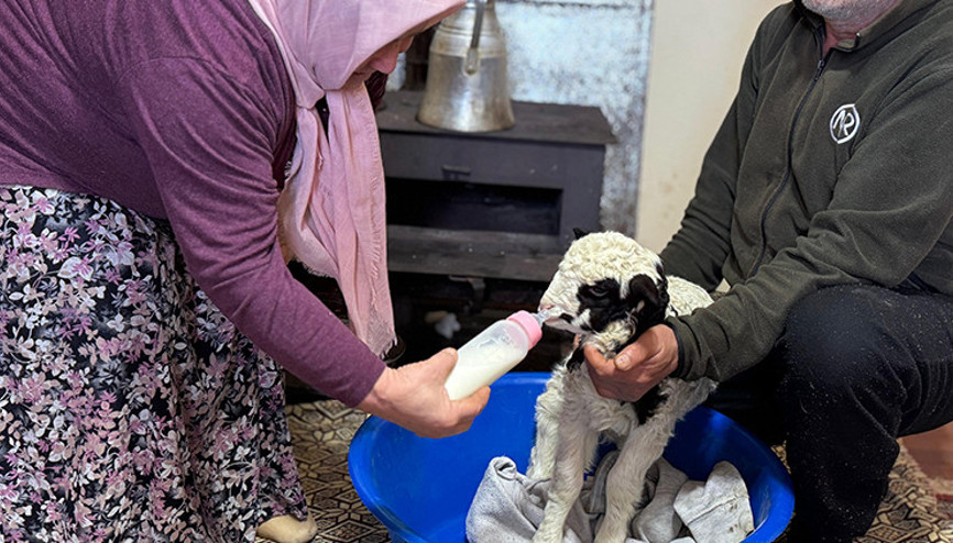 Adını Kıvırcık koydukları kuzuya evde bebek gibi bakıyorlar