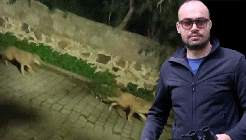 Özellikle gece saatlerinde şehir merkezine iniyorlar: 3 ilçede tedirginlik yarattı Çeşitli hastalıkların yayılması söz konusu