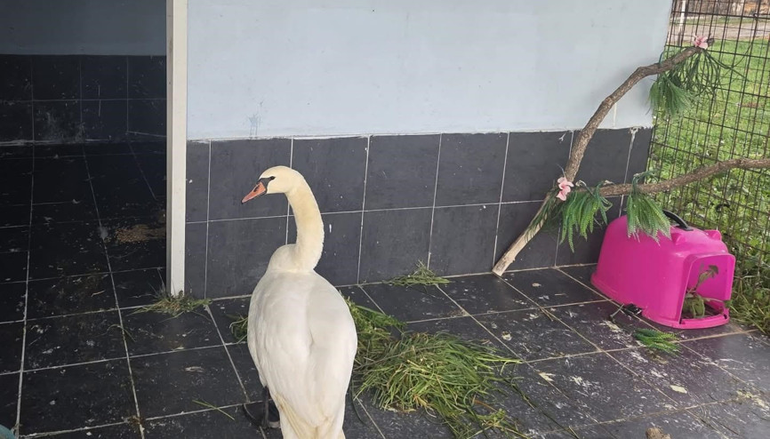 Edirne’de bitkin halde bulunan kuğu, bakıma alındı Edirne’de bitkin halde bulunan kuğu, bakıma alındı