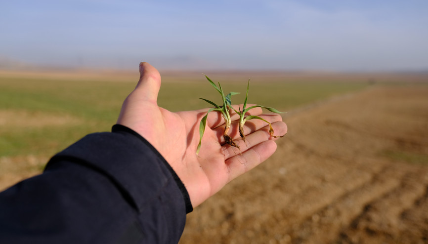 Konya Ovası’nda son yağışlar yüz güldürdü