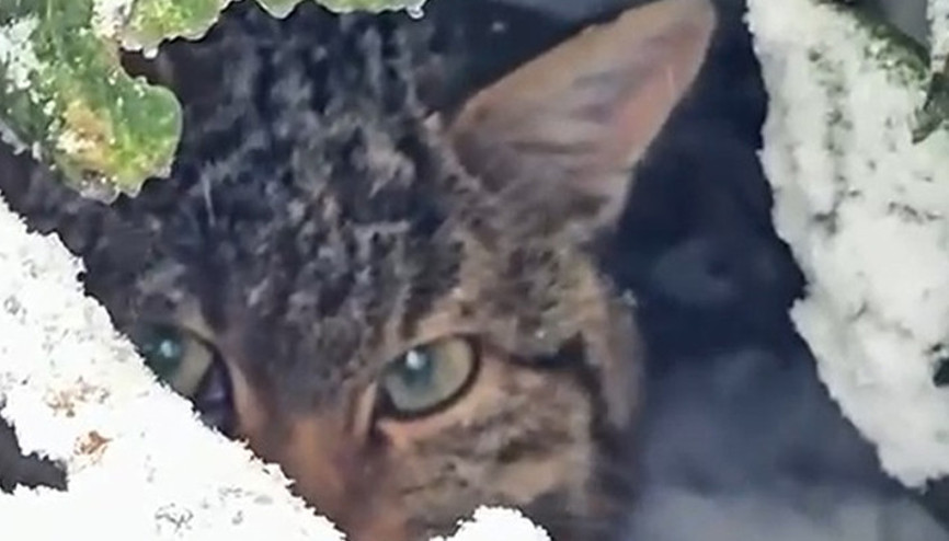 Boluda karla kaplı ormanda fotokapanla görüntülendi