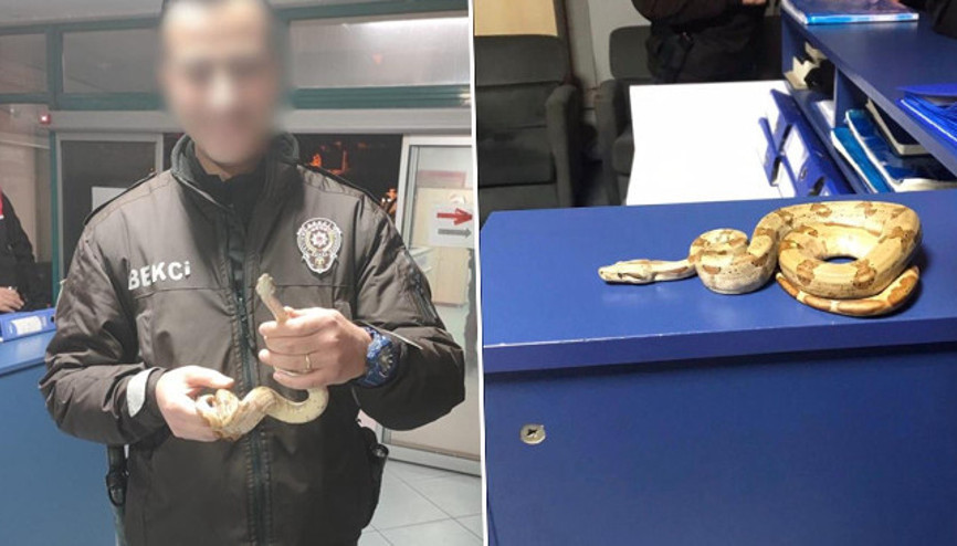 Mısır yılanını eline aldı kafede dolaşmaya başladı: 11 bin 977 lira ceza yedi Mısır yılanını eline aldı kafede dolaşmaya başladı: 11 bin 977 lira ceza yedi