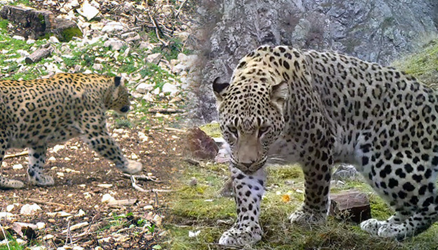 2019 yılında ilk kez Batı Akdenizde görülmüştü: DNAsı çıkarılıyor Tazminat bedeli 45 milyon TL olarak belirlendi 2019 yılında ilk kez Batı Akdenizde görülmüştü: DNAsı çıkarılıyor Tazminat bedeli 45 milyon TL olarak belirlendi