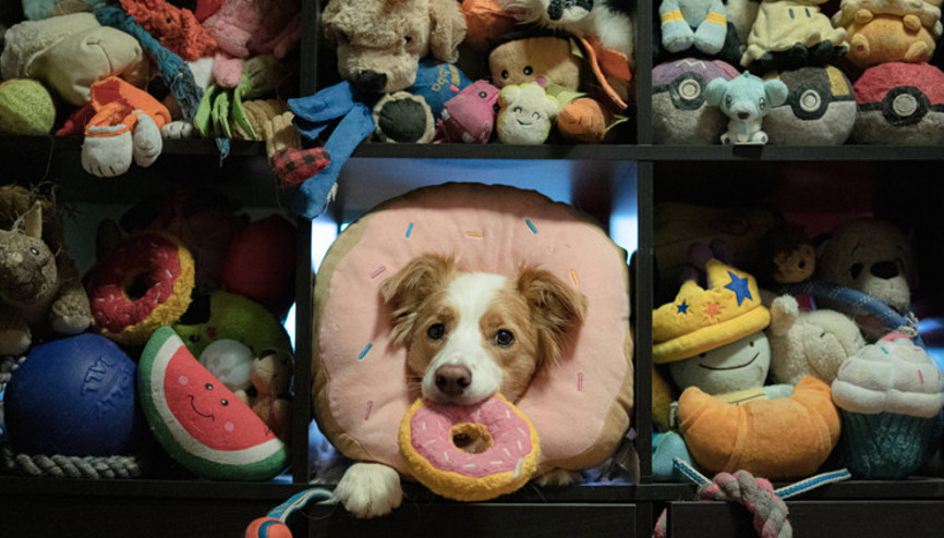 Kulak misafiri köpekler daha zeki olabilir