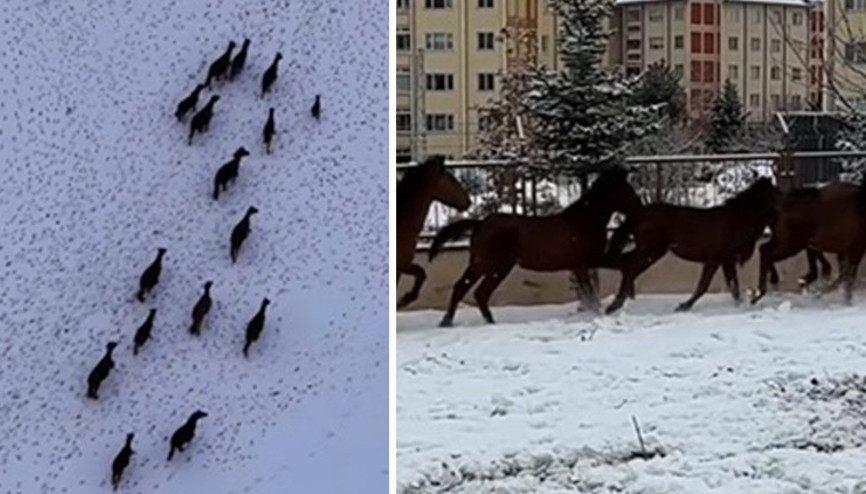Bu seferki ne kurt ne domuz Kar bastırınca yiyecek bulmak için kente indiler