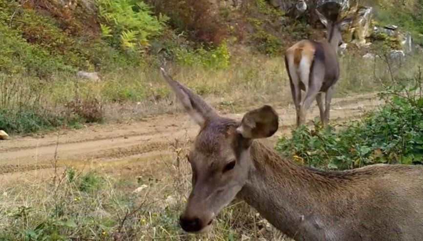 Bursada fotokapana takıldılar: Doğanın içinden, en doğal haliyle