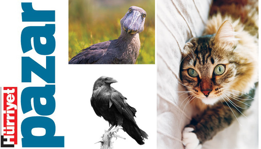 Bana arkadaşını söyle...