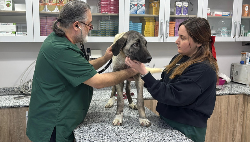 Ordu’da 10 gün içerisinde 3 sokak köpeği ‘domuz kurşunu’ ile vuruldu