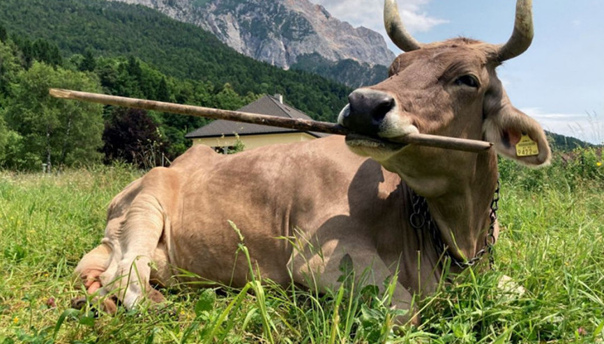Alet kullanan hayvanlara yenisi eklendi: Bir inek