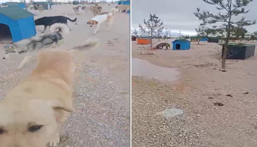 Eskişehirde barınakta aç kalan köpeklerin, başka köpeği yediği iddiası Soruşturma başlatıldı