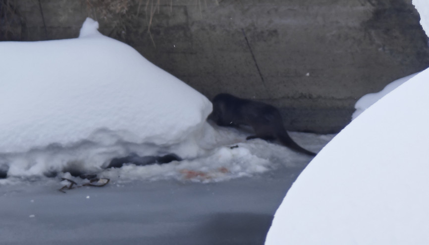 Yüksekova’da su samuru görüntülendi