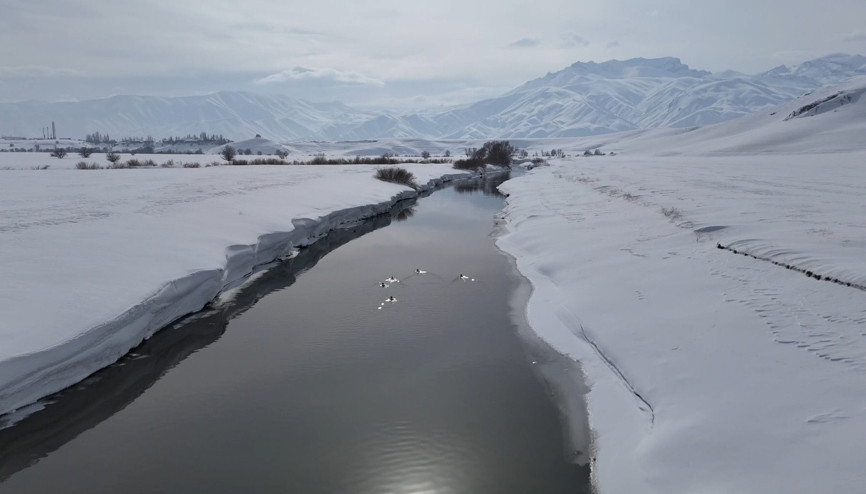 Yüksekovada ördekler, yüzeyi kısmen buz tutan derede yüzdü