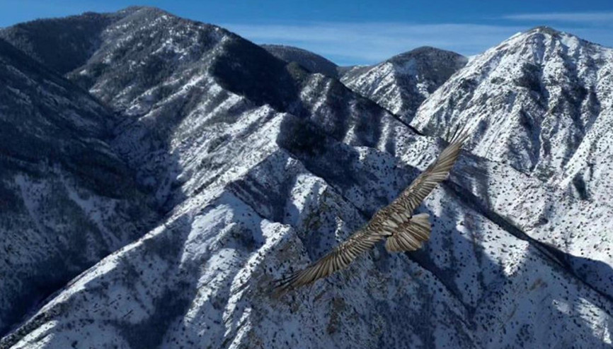 Sakallı akbaba, dron kamerasıyla görüntülendi