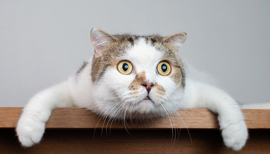 Kedi tazminatı