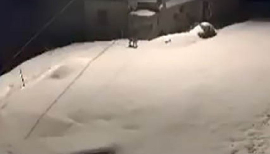 Nesli tehdit altında bulunan vaşak ailesi görüntülendi