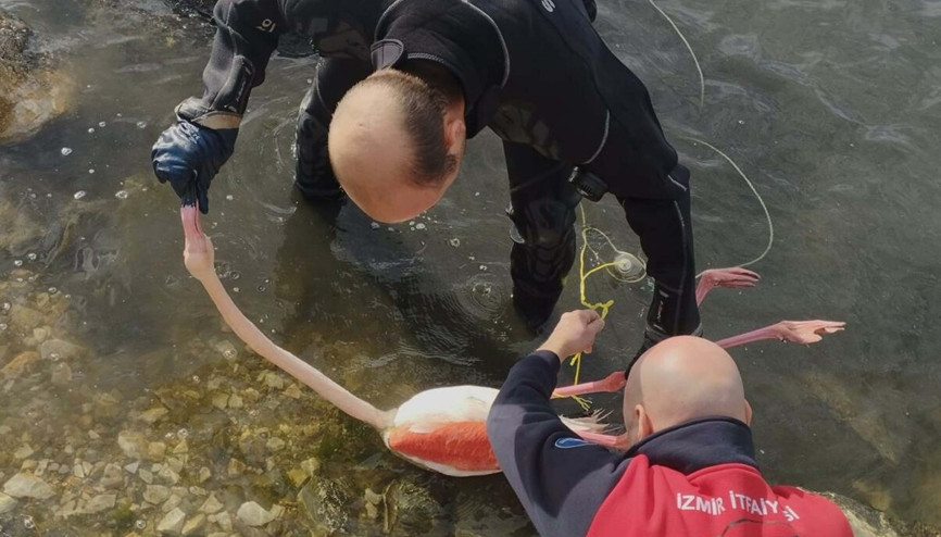 İpe dolanan flamingoyu itfaiye dalgıçları kurtardı İpe dolanan flamingoyu itfaiye dalgıçları kurtardı
