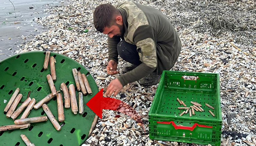 Fırtına sonrası sahile vurdular Balıkçılar tek tek topladı: Normalde para verip alıyoruz