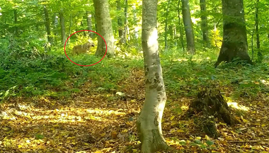 Ormanda sürü halinde görüldüler: Fotokapan saniye saniye kaydetti