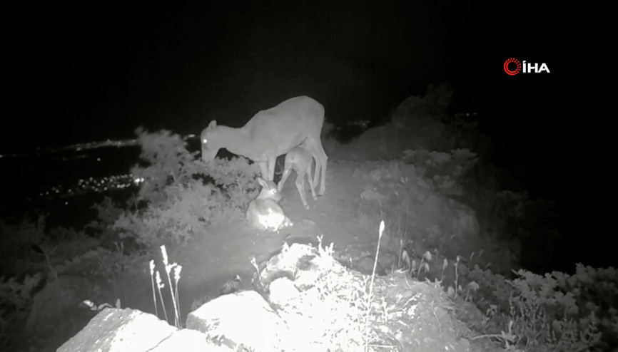 Anadolu yaban koyunu yavrularıyla görüntülendi Anadolu yaban koyunu yavrularıyla görüntülendi