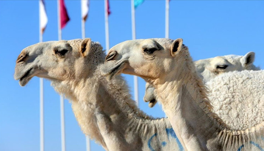 Suudi Arabistandan dikkat çeken adım: Develere pasaport uygulanacak