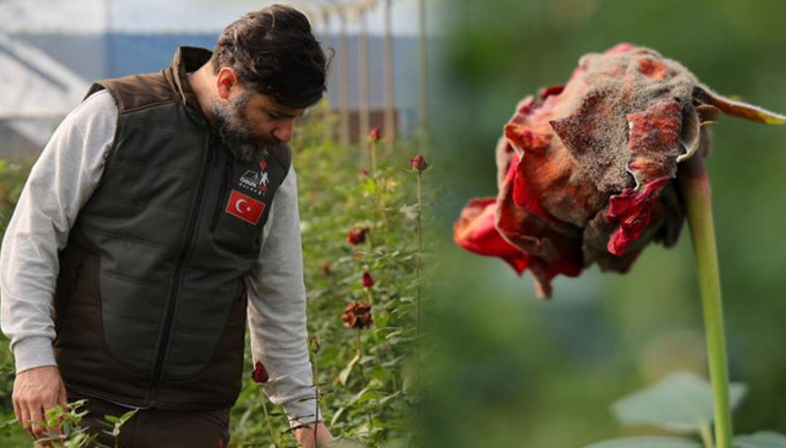 Adanayı don vurdu: Dalında kurudu Fiyatı yüzde 50 arttı, 14 Şubatta daha da yükselecek