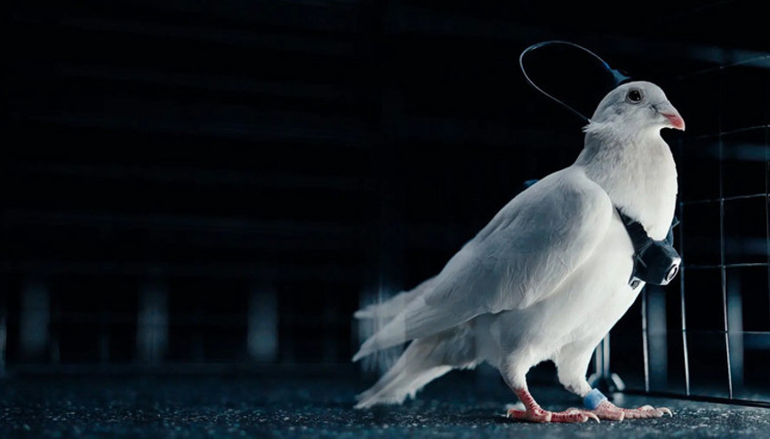 İddia: Ruslar beyin implantlı güvercini kontrol edebiliyor