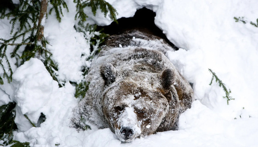 Ayılar kış uykusuna yatmıyormuş