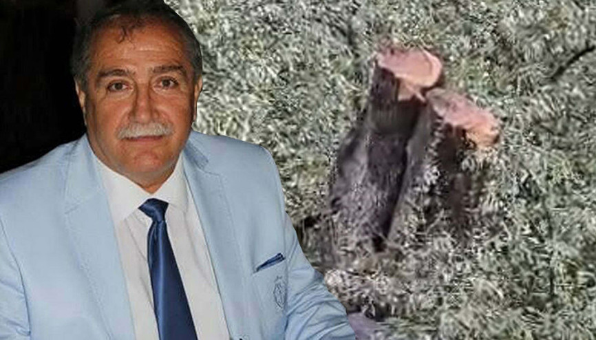 Milastaki zeytin ağacı kesimine ilişkin soruşturma sonrası CHP ilçe başkanı istifa etti
