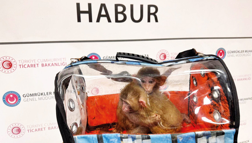 Kaçakçıların ‘hayvanat bahçesi’