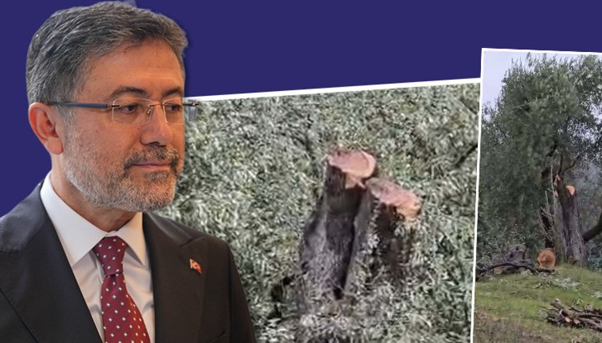 Bakan Yumaklıdan CHPlilere ağaç tepkisi Bakan Yumaklıdan CHPlilere ağaç tepkisi