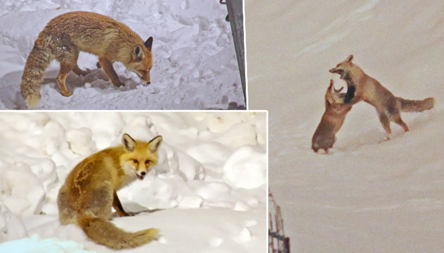 Yiyecek bulmakta zorlanan tilkiler kent merkezine indi
