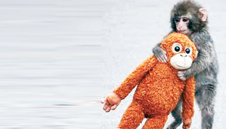 Punch’ın oyuncağı yok satıyor