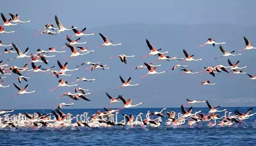Flamingoların konaklandığı Van Gölünde geri çekilme ile birlikte adacıklar oluştu