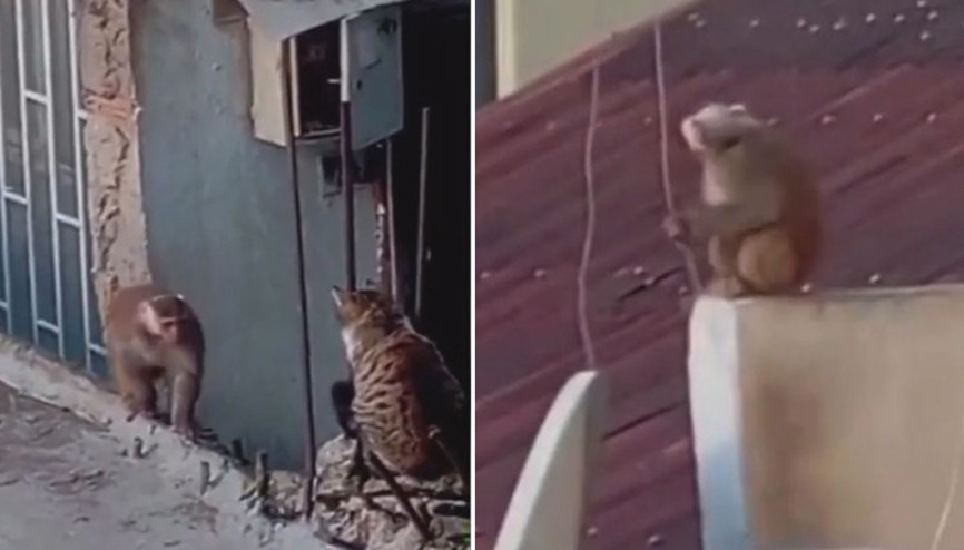 Kadıköyde iş yerinden kaçıp çatılarda dolaşan makak maymunu koruma altına alındı