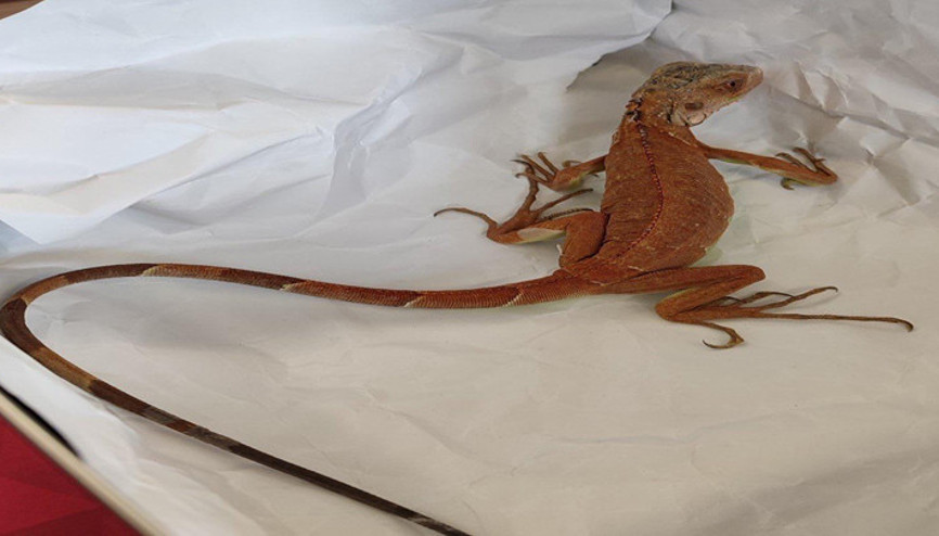 Nevşehirde evinde izinsiz iguana besleyen kişiye 15 bin TL ceza