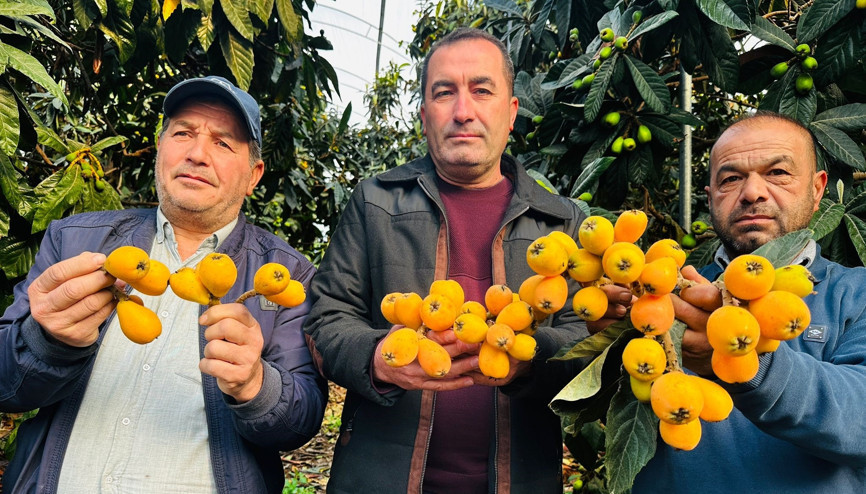 Mersinde hasadına başlanan turfanda yenidünya kilosu bin 500 TLye ihraç ediliyor