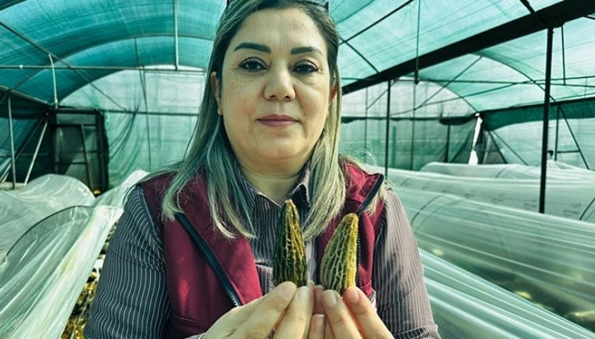 Mersinde çiftçiler kilosu 5 bin TLye satılan kuzugöbeği mantarı üretimini öğrenecek