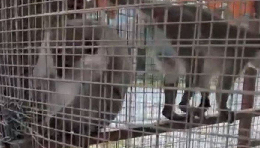 Denizlide özel havuzda 3 örümcek maymunu ele geçirildi