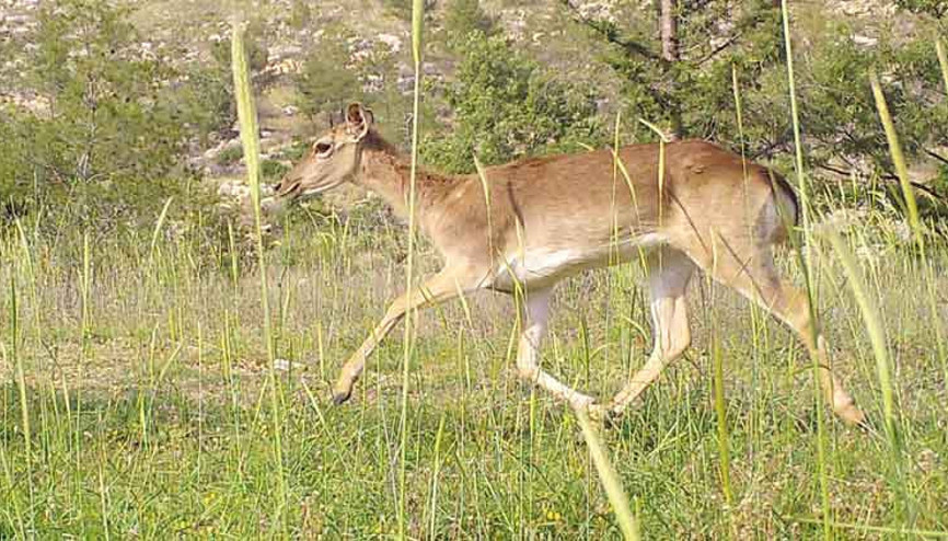 Milli Parklar’a yeni düzen