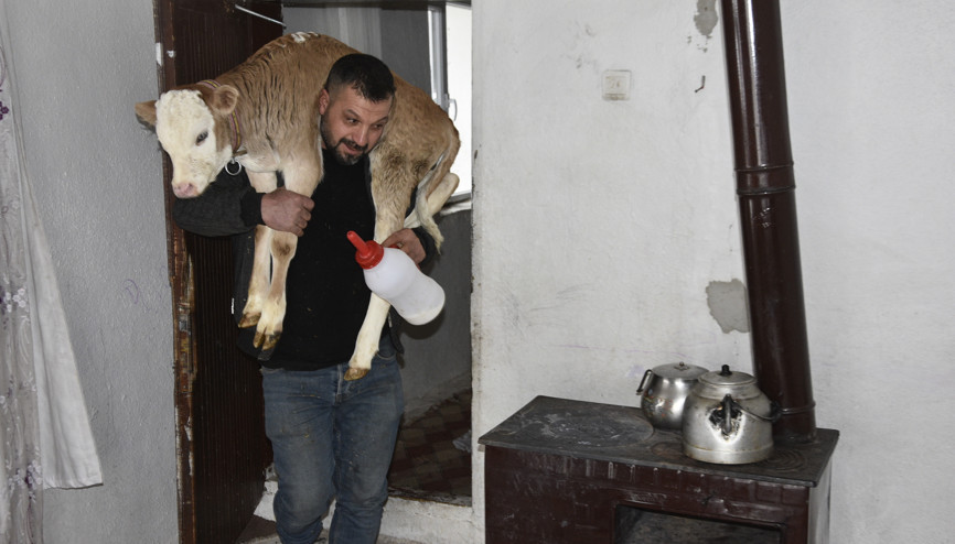 Hasta buzağıyı biberonla besliyorlar