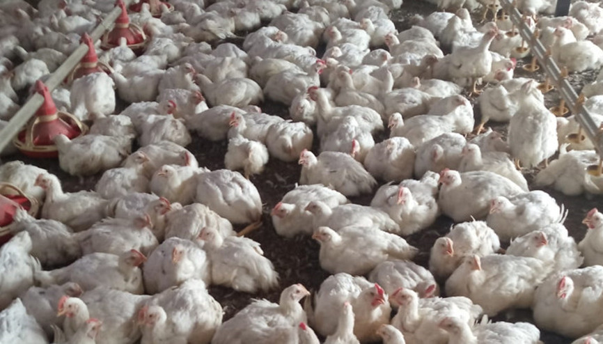 Mersinde bir tavuk çiftliğinde kuş gribi tespit edildi