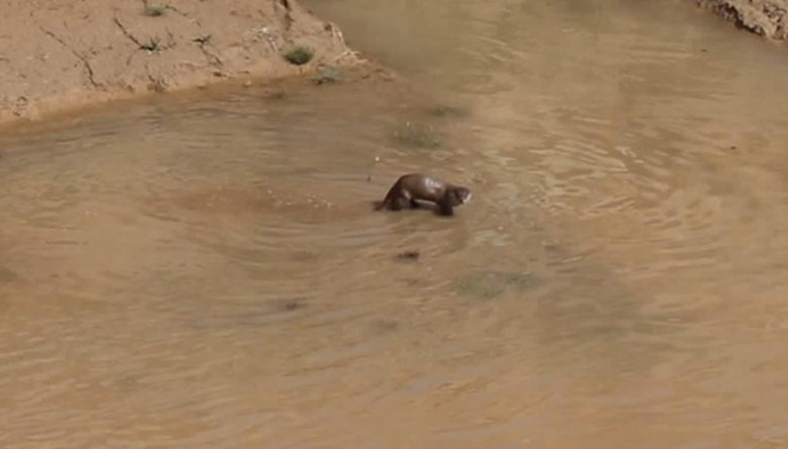 Erzurumda görüntülendi: Su samuru balık avında...