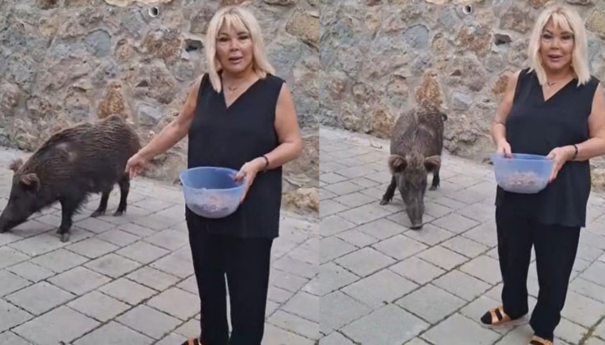 Safiye Soyman kapısına gelen domuzu elleriyle besledi